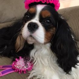 Cavalier King Charles Spaniels from John White