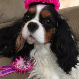 Cavalier King Charles Spaniels from John White