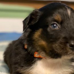 Australian Shepherds from Valley Creek Pups