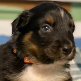 Australian Shepherds from Valley Creek Pups