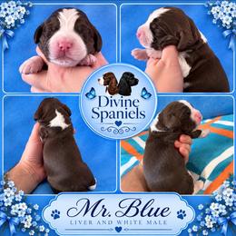 Mr blue - Liver and white male English Springer Spaniel puppy in Pembroke Pines, Florida from Divine Spaniels ( Home of English Springers and English Cockers )