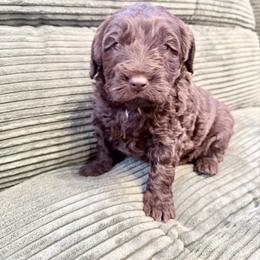 Girl 1 - female Newfypoo puppy in Bloomfield, Iowa from Schooley Doodles