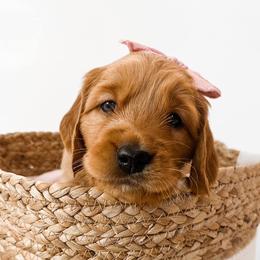 Golden Retriever Puppies from Pawplar Goldens