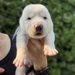 Cesar - White male Central Asian Shepherd Dog puppy in Island City, Oregon from Alabaivalley