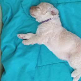 Poodle Puppies from Southwest Standards