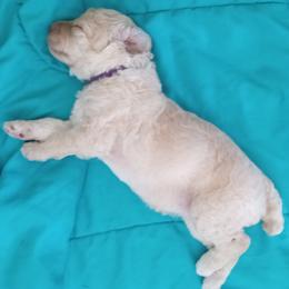 Poodle Puppies from Southwest Standards