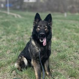 Arria - German Shepherd