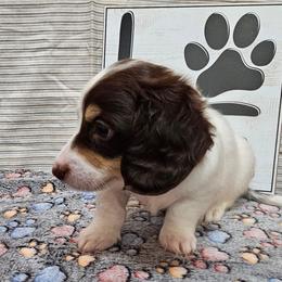 Billy Bo - Chocolate and cream male Dachshund puppy in Cherry Tree, Oklahoma from Peavine Creek Dachshunds