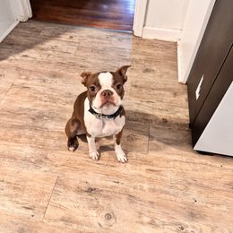 Zeus - Boston Terrier