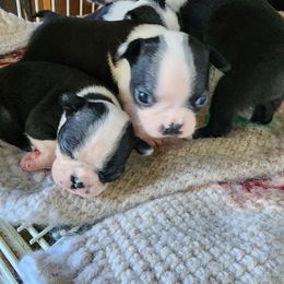 Marcus - Black and white male Boston Terrier puppy in Alma, Michigan from Central MI Bostons