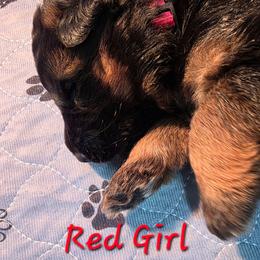 Red Girl - Black and red female German Shepherd puppy in Lewistown, Missouri from Ewig Krieger Kennels