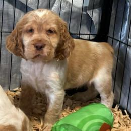 Gunner - Lemon and white male English Springer Spaniel puppy in Coeur D'alene, Idaho from Springer Hollow