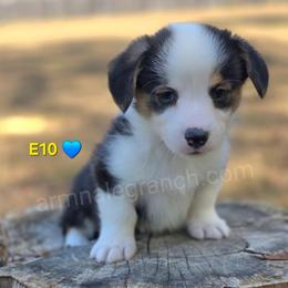 E10 - Black and tan male Pembroke Welsh Corgi puppy in Jacksonville, Texas from ArmnalegRanch LLC