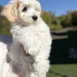 Honey - White female Havapoo puppy in Roseburg, Oregon from Sharon’s Sheepadoodle’s