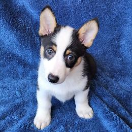 Carrie - Black and tan female American Corgi puppy in Castle Rock, Washington from Heckman Corgis