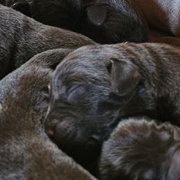Boy 3 - male Labrador Retriever puppy in Helena, Montana from Whistling Wings Retrievers, LLC.