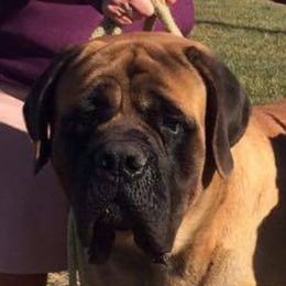 Sterling - Mastiff