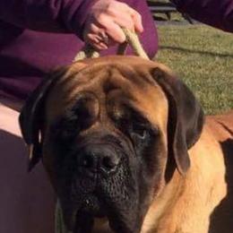 Sterling - Mastiff