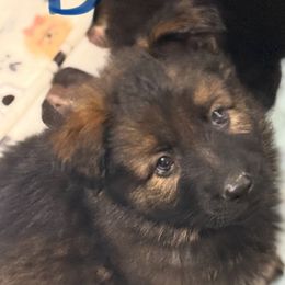 Mr.Blue-Long coat dark sable - Sable male German Shepherd puppy in Berlin, Wisconsin from Gypsy Miracle Kennels