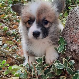Pembroke Welsh Corgi Puppies from Iron Moss Ranch