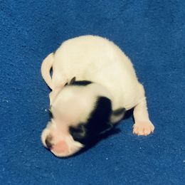 Maltipoo, Morkie, and Yorkipoo Puppies from Danza Bolo