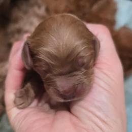 Girl 2 - Red female Cavapoo puppy in Knoxville, Tennessee from Shannan's Cavapoos
