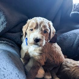 Brown Boy - Apricot Goldendoodle puppy in Piedmont, South Carolina from Mountain Ridge Doodles