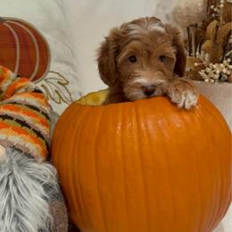 Boo- Ready to go home - Red  female Goldendoodle puppy in Mesa, Arizona from AZ River Doodles
