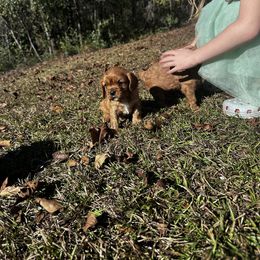 Cavalier King Charles Spaniel Puppies from Sweet Southern Cavaliers and Frenchies