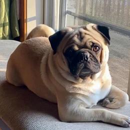Pugs from Harmony Herd Family Farm AKC Pugs