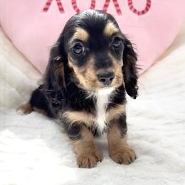 Girl 1 - Black and cream female Dachshund puppy in Santee, California from Miniweeniedoxies