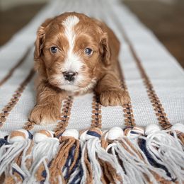 Cavapoo puppies from Wednesday & Co