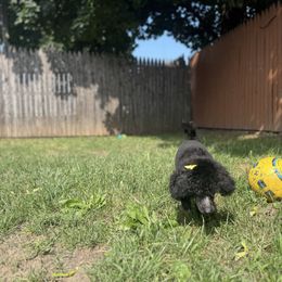 DUCKY - Black male Poodle puppy in Plainfield, New Jersey from Caris Paws Poodles and Labradoodles