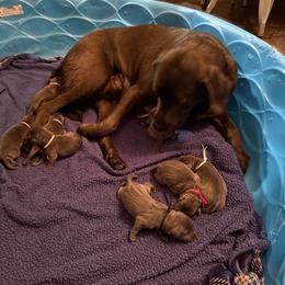 Light Pink - Charcoal female Dilute Retriever puppy in Marion, Illinois from Summer Lovin’ Labradors of Southern Illinois