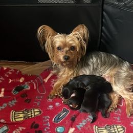 Yorkshire Terriers from Sassypaws