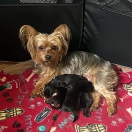 Yorkshire Terriers from Sassypaws