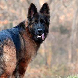 Australian Shepherds and German Shepherds from Birch Haus