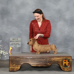 Buddy - Dachshund