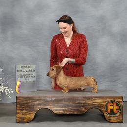 Buddy - Dachshund
