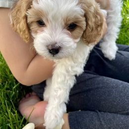 Cavapoo Puppies from Ellas.Pups