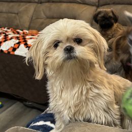 Doeie - Shih Tzu