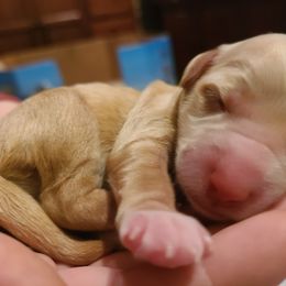 Bernedoodle and Double Doodle Puppies from Cloud Nine Doodles