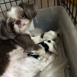 Snuggles - Shih Tzu