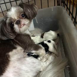 Snuggles - Shih Tzu