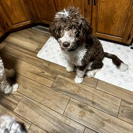 Libby - Bernedoodle