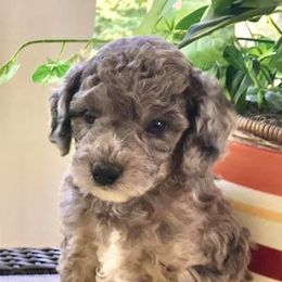 Goldendoodles from Doodle Vibes of Delaware