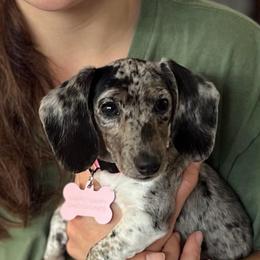 Tuva is going home with Sharon Karn - Dapple female Dachshund puppy in Pauls Valley, Oklahoma from Simply Happy Dachshunds