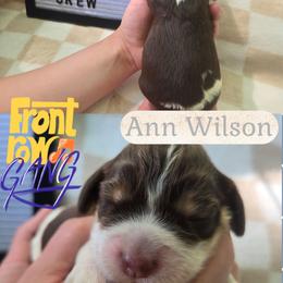 Ann WilsonGirl 2 - Liver and white female English Springer Spaniel puppy in Saginaw, Michigan from Kemerer Springers
