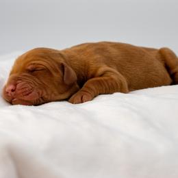 Jasmine Fusia - Dark golden female Golden Retriever puppy in Lafayette, Alabama from Elm Hollow Golden Retrievers