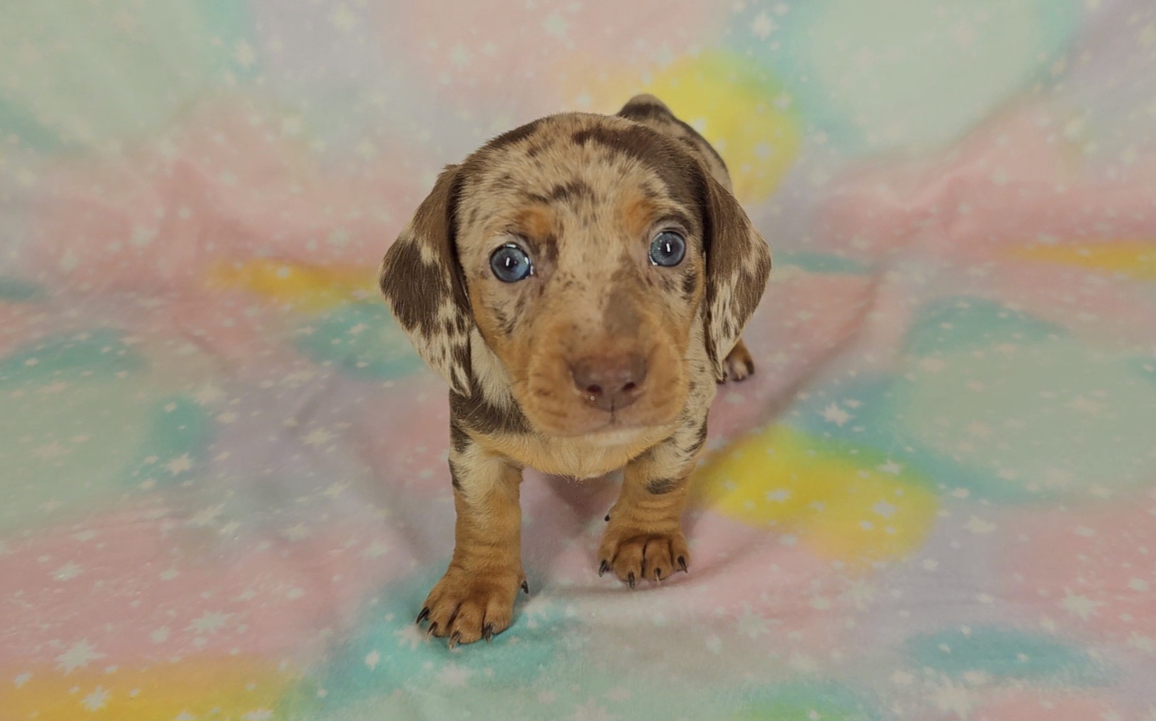 Dachshund Puppies from Newbern's Nuggets